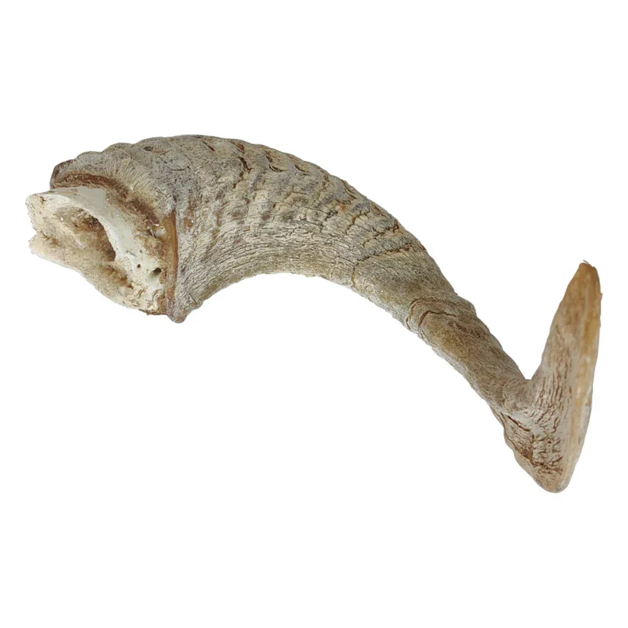 Lamb Horn with Marrow - L